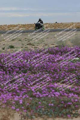 media/Jan-14-2023-SoCal Trackdays (Sat) [[497694156f]]/Turn 14 Exit Bloomig (145pm)/